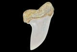 Fossil Shark (Carcharodon planus) Tooth - Sharktooth Hill, CA #94670-1
